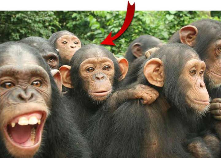 Group Chimps